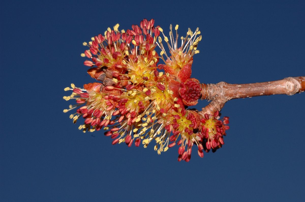 Aceraceae Acer rubrum