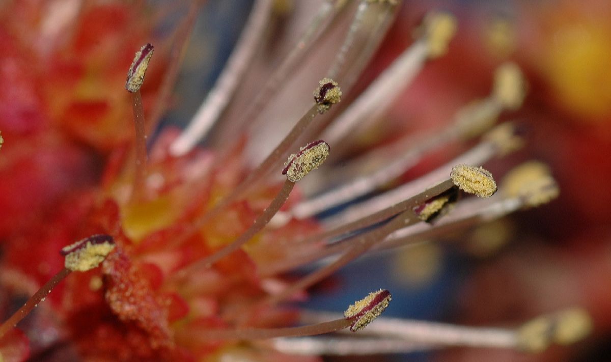 Aceraceae Acer rubrum