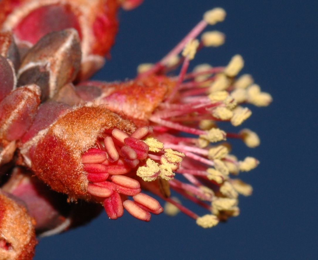 Aceraceae Acer rubrum