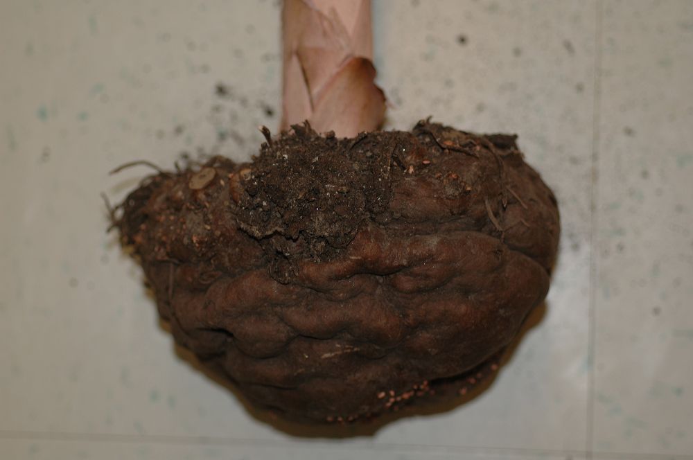 Araceae Amorphophallus konjac