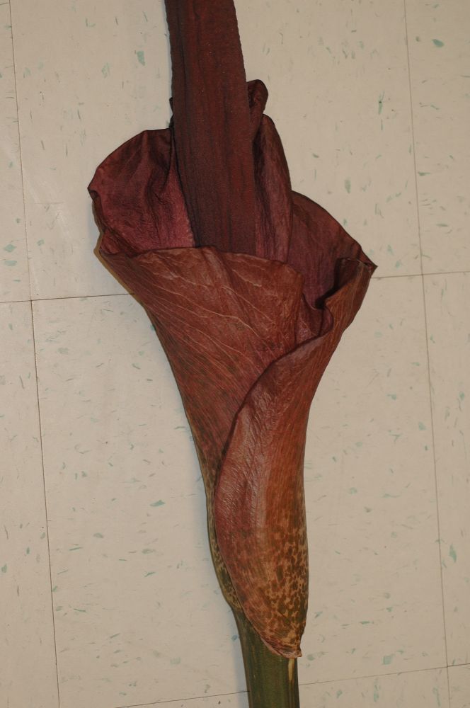 Araceae Amorphophallus konjac