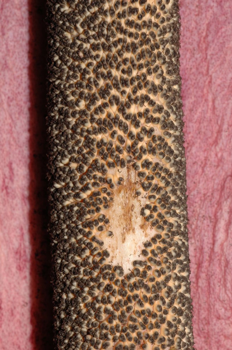 Araceae Amorphophallus konjac