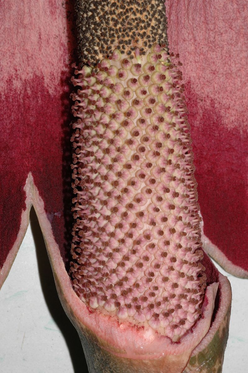 Araceae Amorphophallus konjac