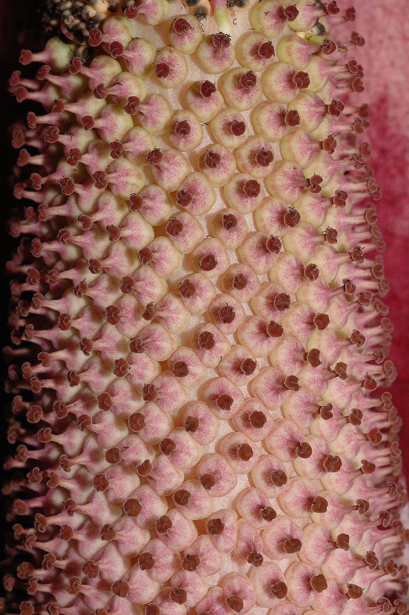 Araceae Amorphophallus konjac