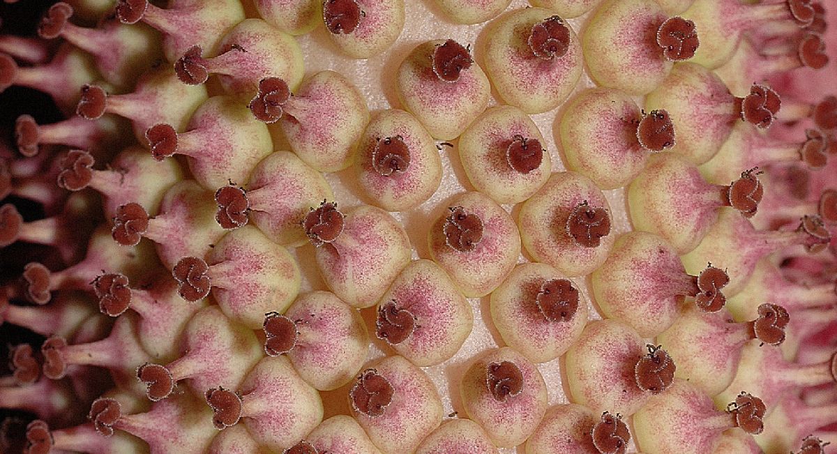 Araceae Amorphophallus konjac