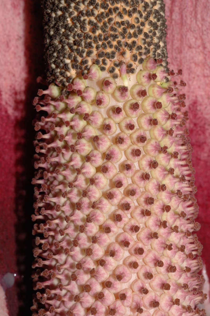 Araceae Amorphophallus konjac