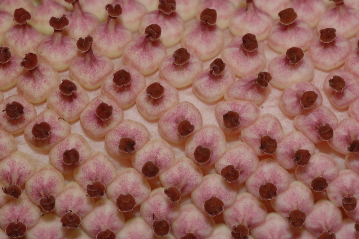 Araceae Amorphophallus konjac