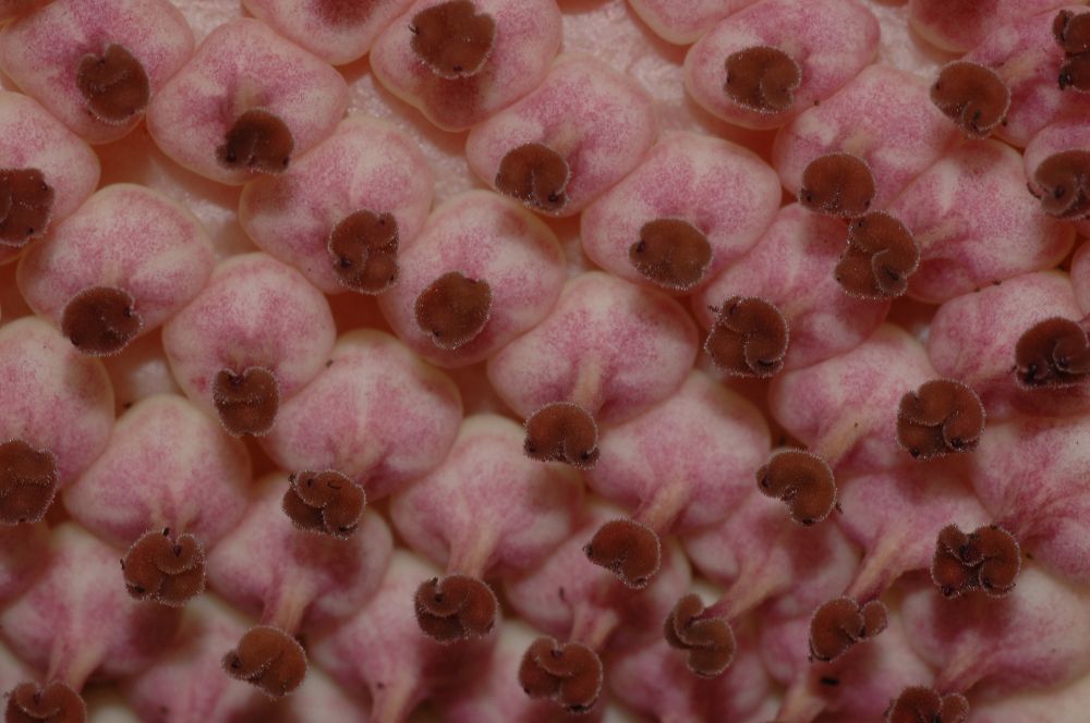 Araceae Amorphophallus konjac