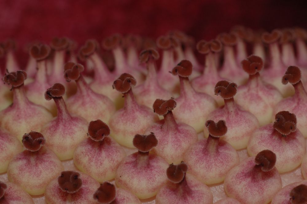 Araceae Amorphophallus konjac