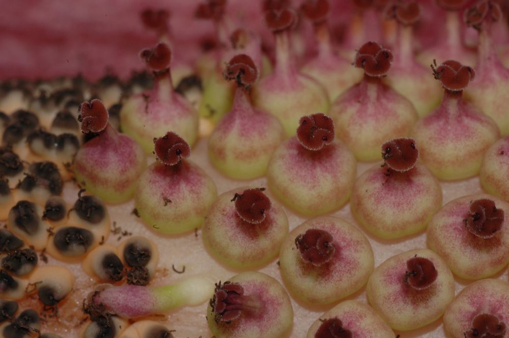 Araceae Amorphophallus konjac