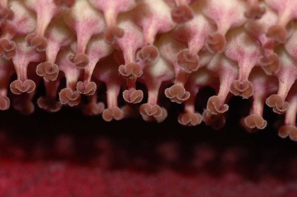 Araceae Amorphophallus konjac