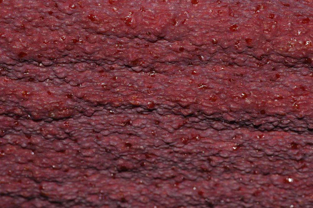 Araceae Amorphophallus konjac