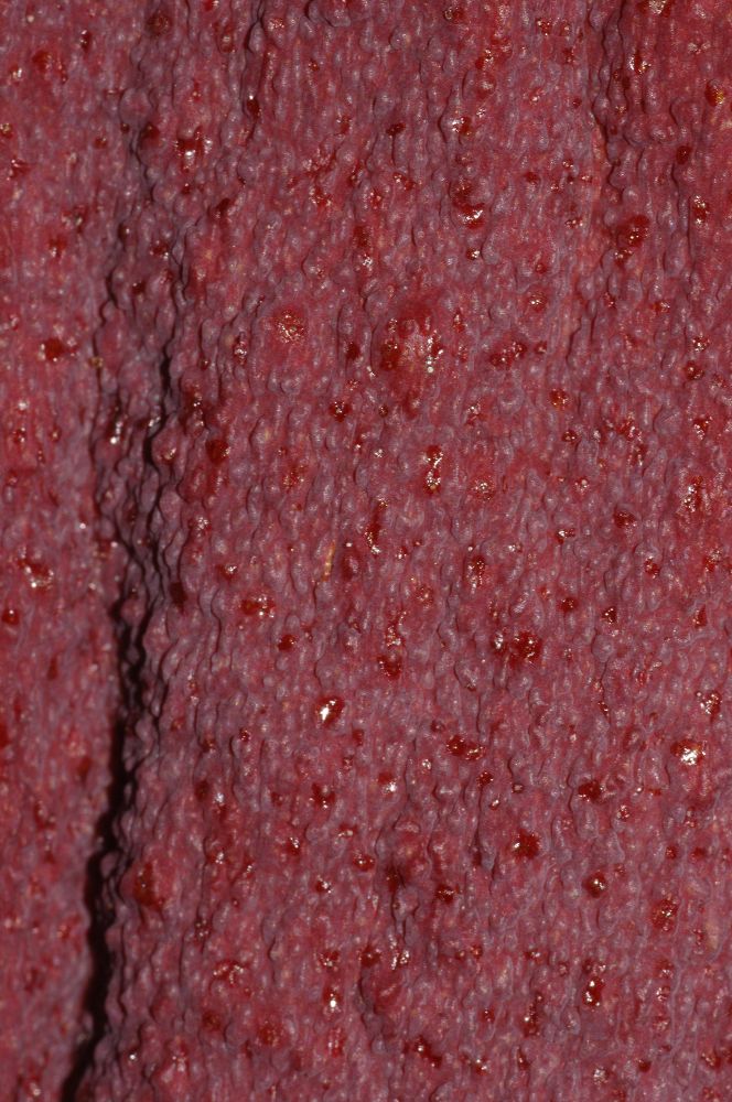 Araceae Amorphophallus konjac