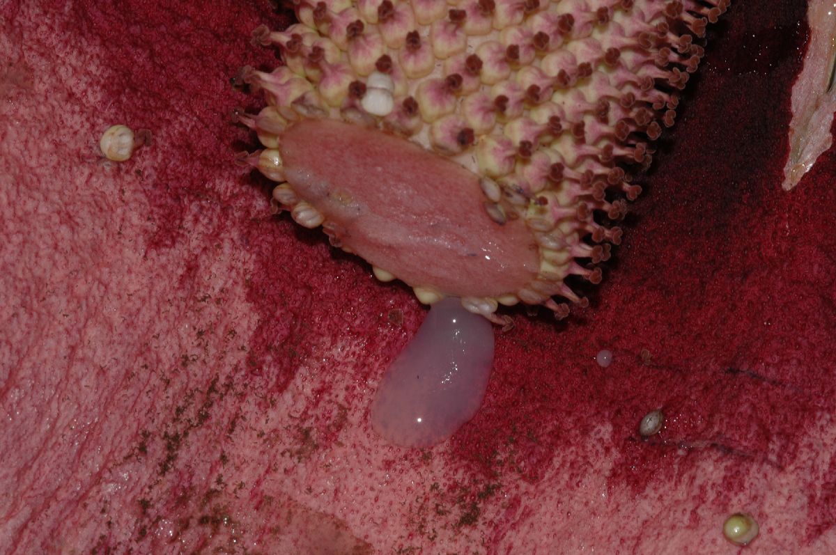 Araceae Amorphophallus konjac