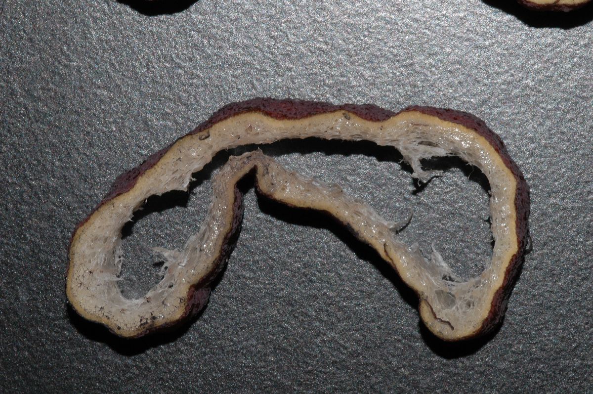 Araceae Amorphophallus konjac