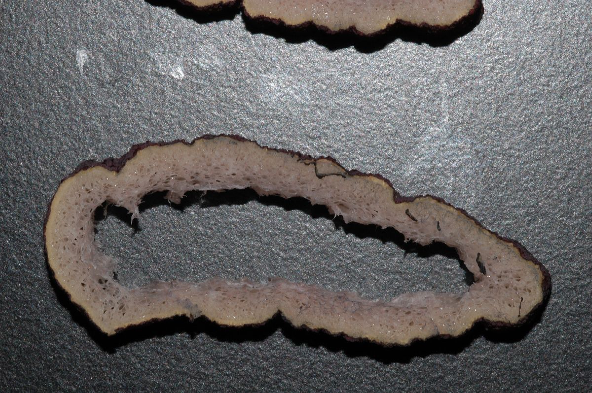 Araceae Amorphophallus konjac