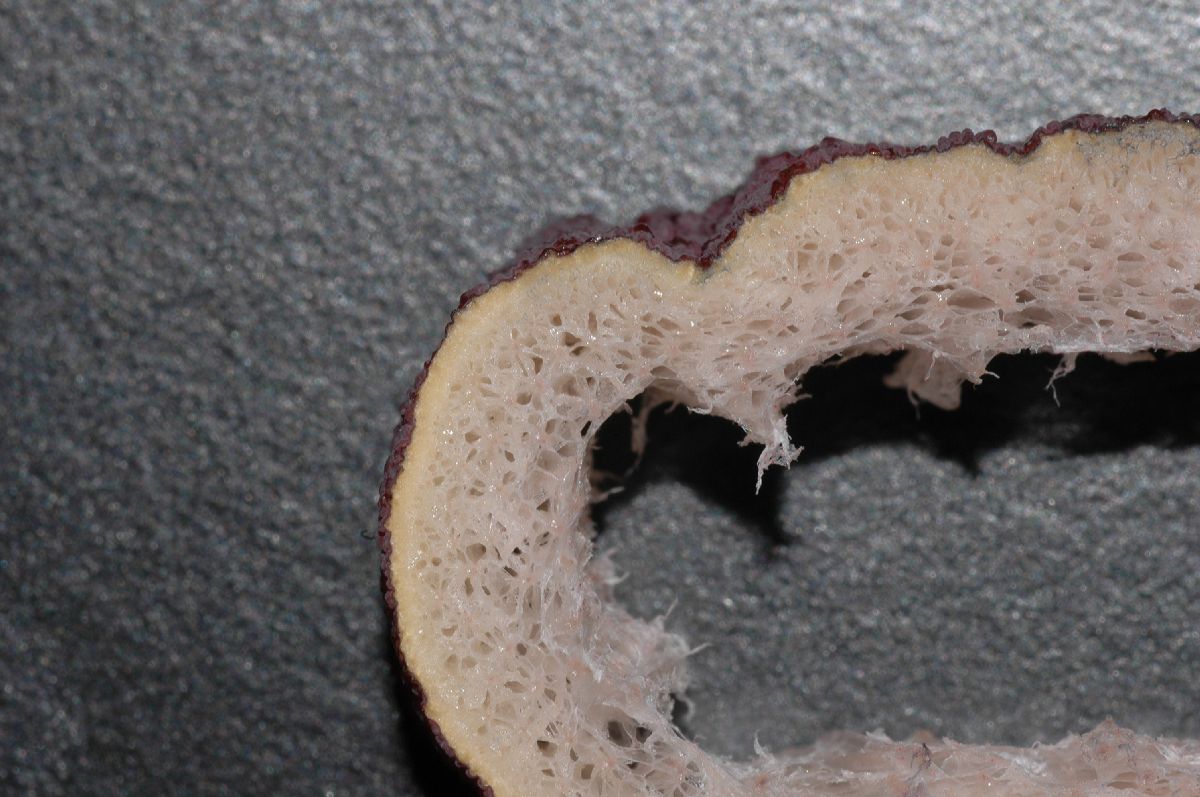 Araceae Amorphophallus konjac