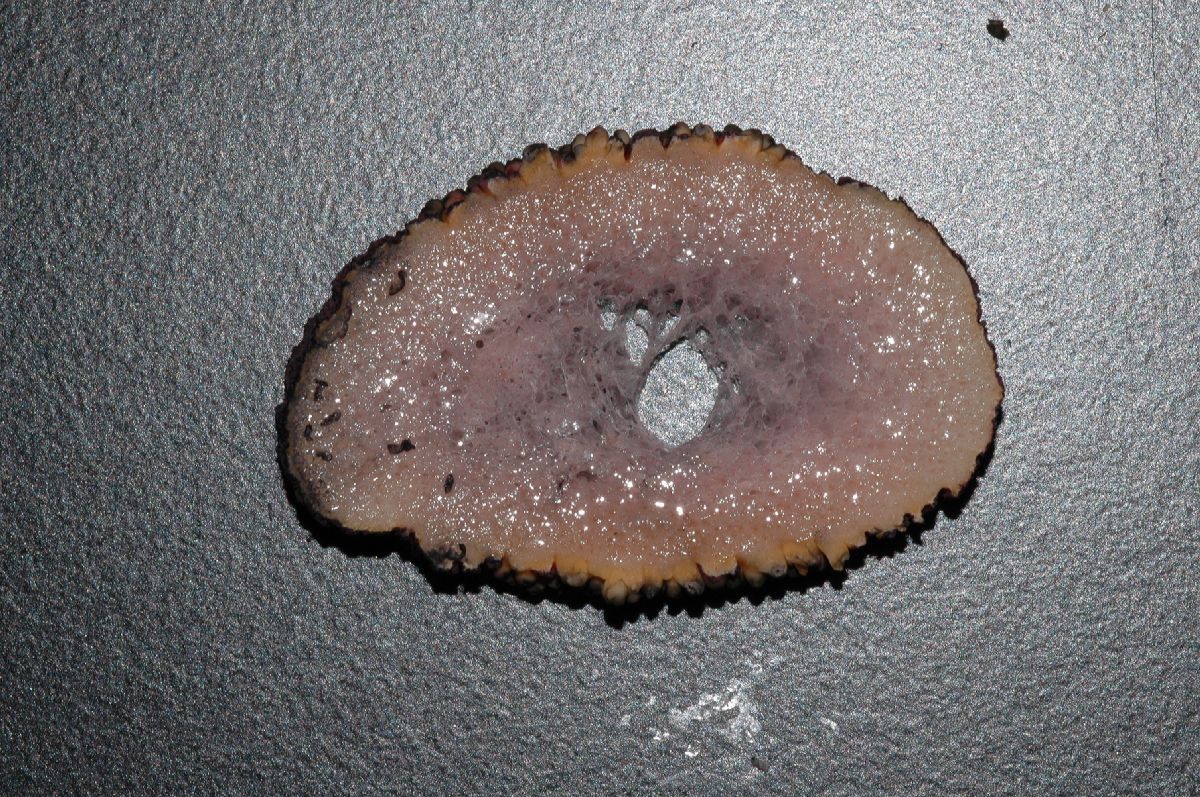 Araceae Amorphophallus konjac