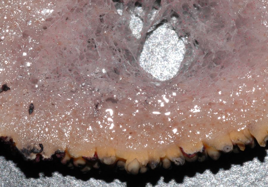 Araceae Amorphophallus konjac