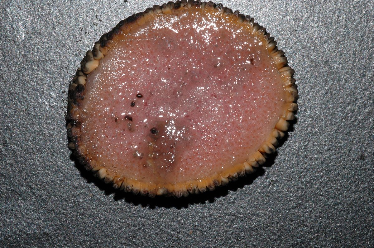 Araceae Amorphophallus konjac