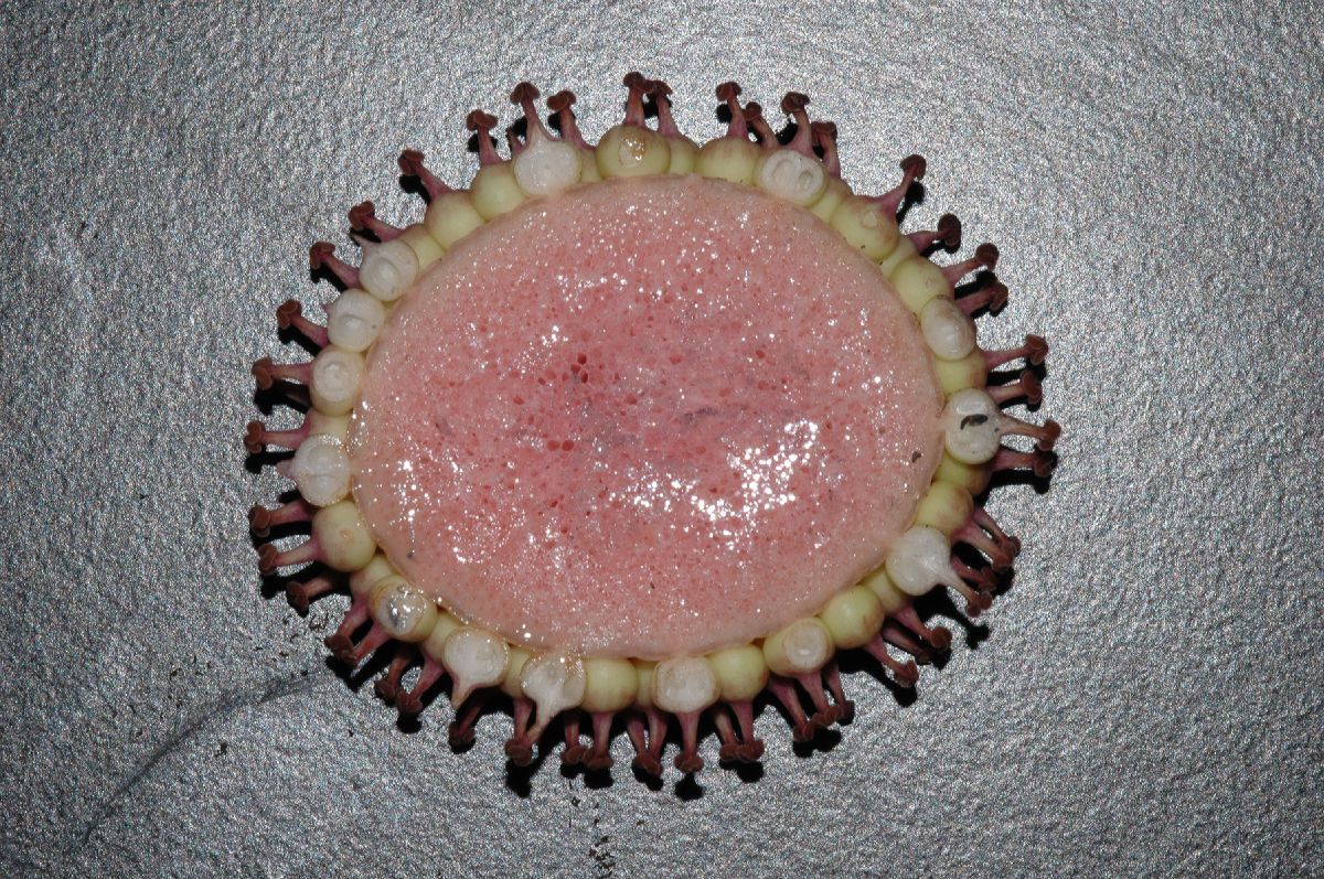 Araceae Amorphophallus konjac