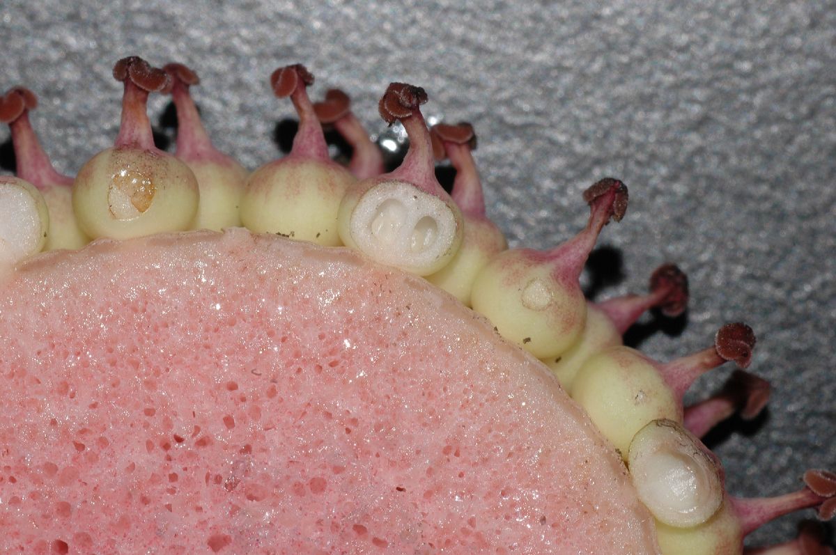 Araceae Amorphophallus konjac