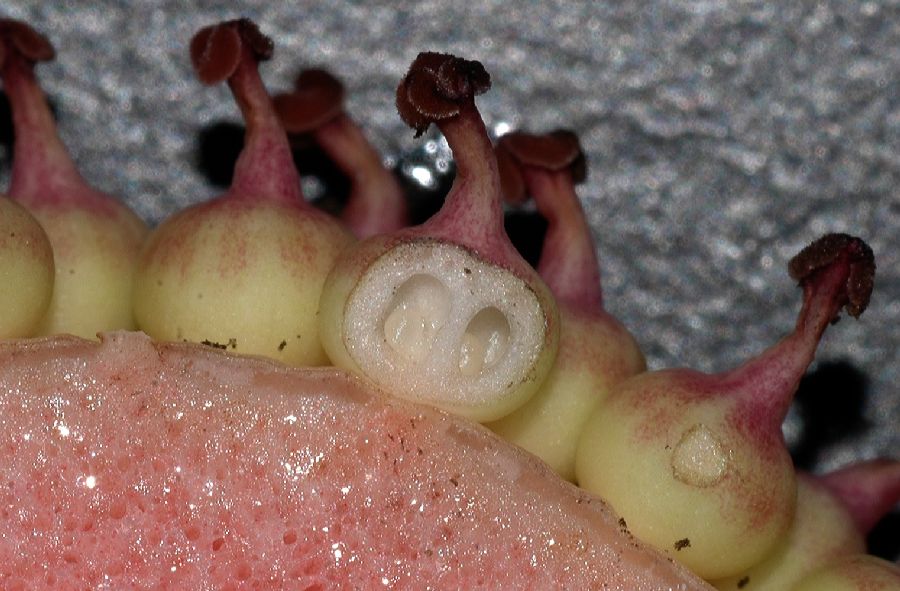 Araceae Amorphophallus konjac