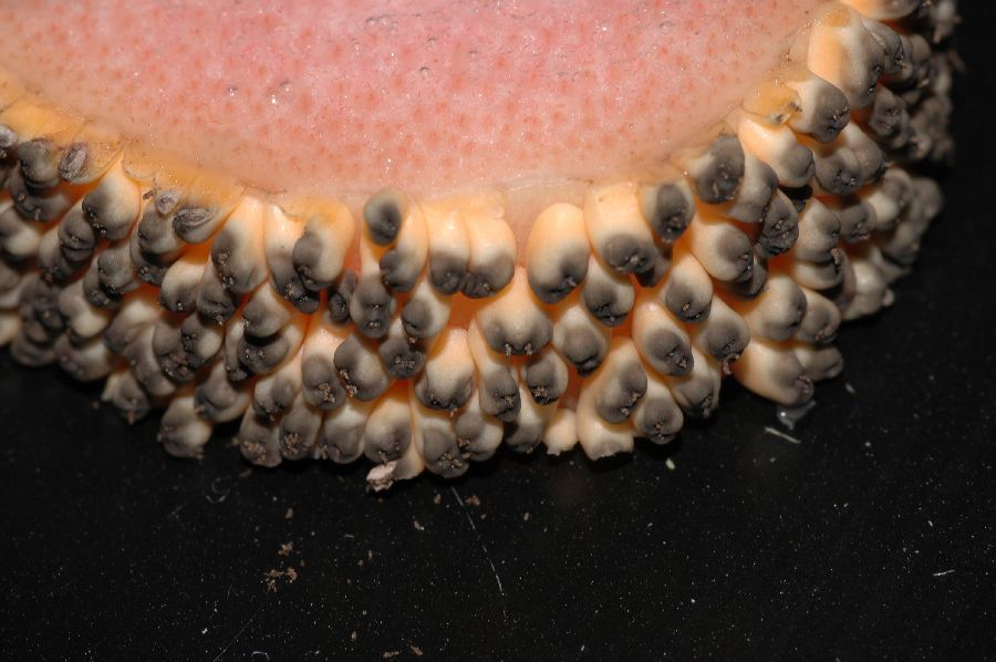 Araceae Amorphophallus konjac