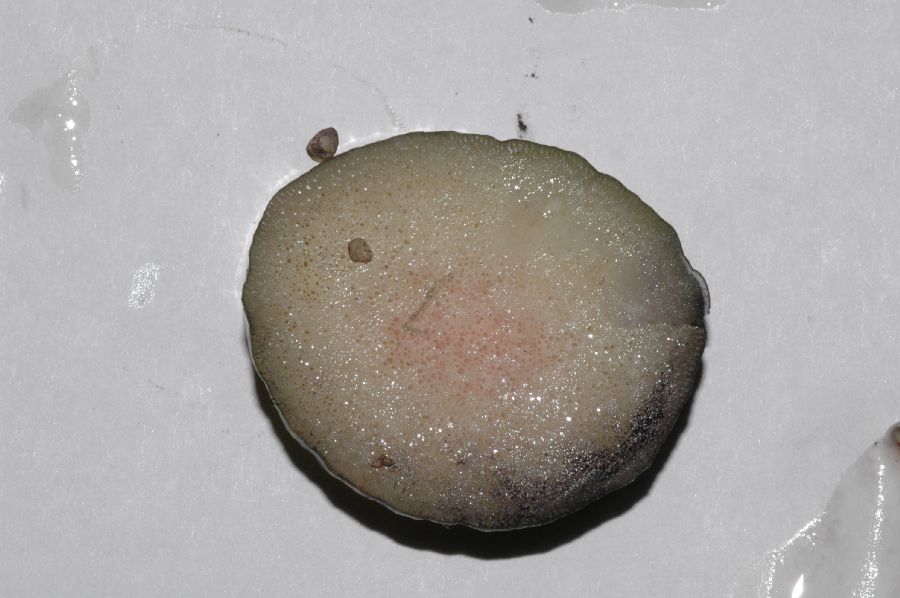 Araceae Amorphophallus konjac