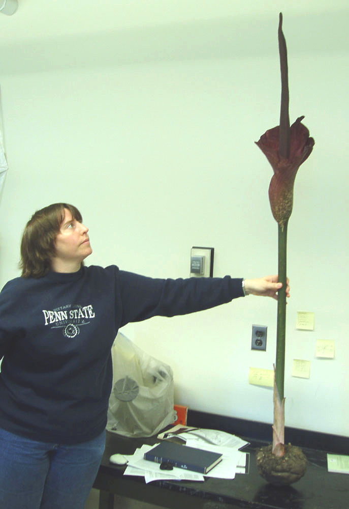 Araceae Amorphophallus konjac