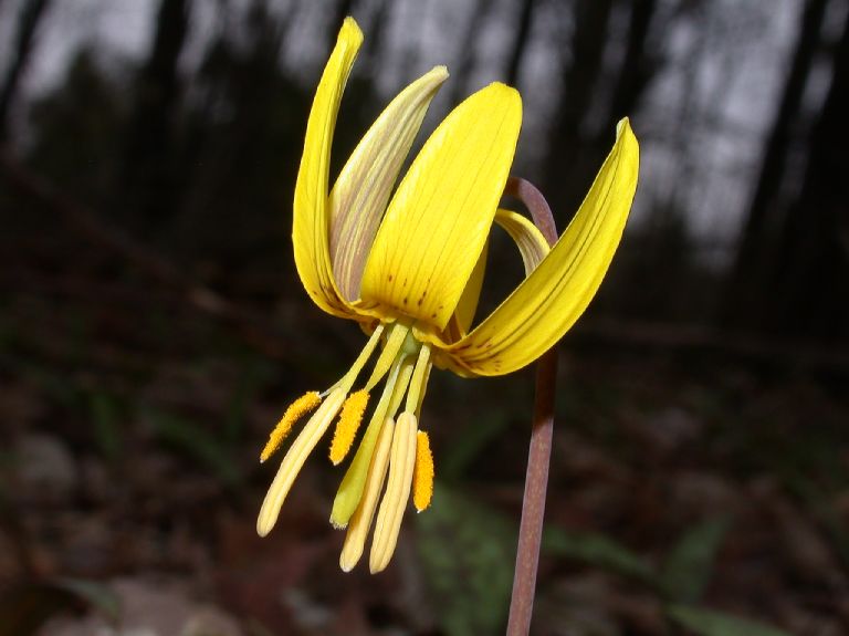 Liliaceae Erythronium americanum