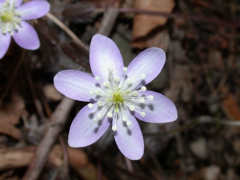 Ranunculaceae Hepatica nobilis