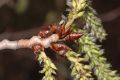 image of Populus tremuloides