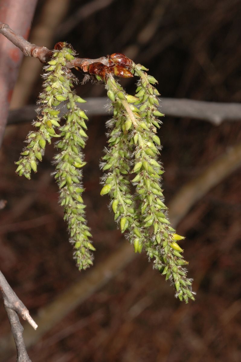 Salicaceae Populus tremuloides