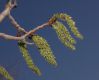 image of Populus tremuloides