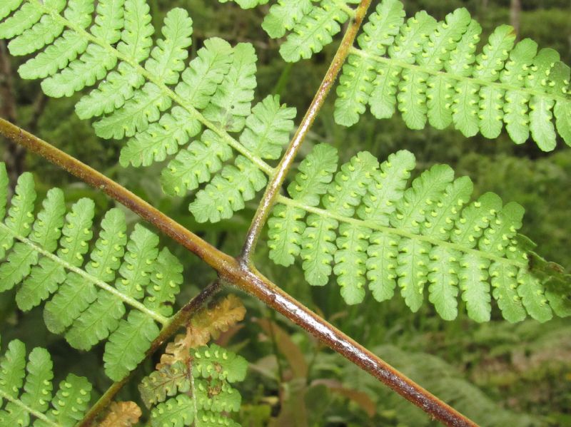 Dennstaedtiaceae Hypolepis repens