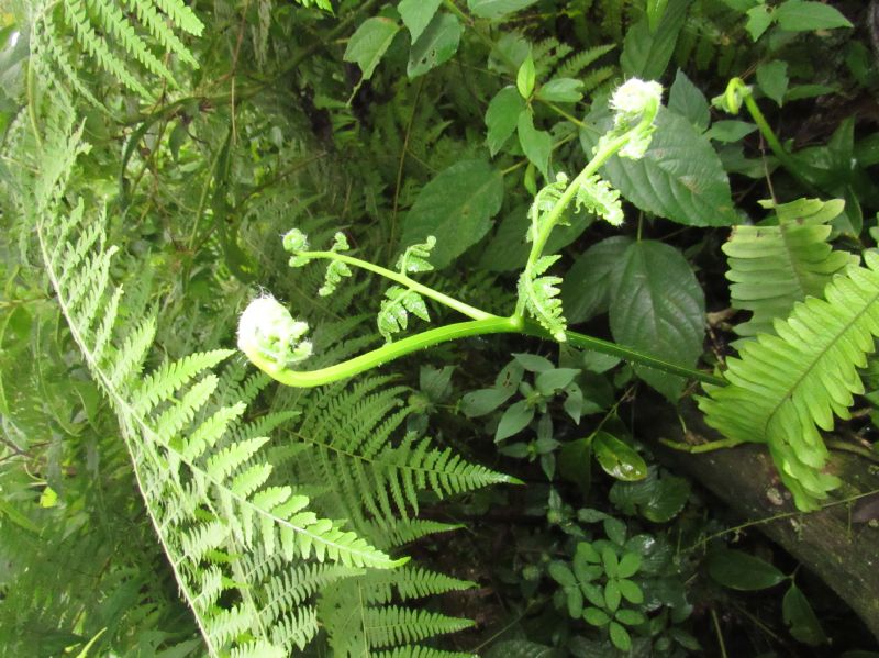 Dennstaedtiaceae Hypolepis repens