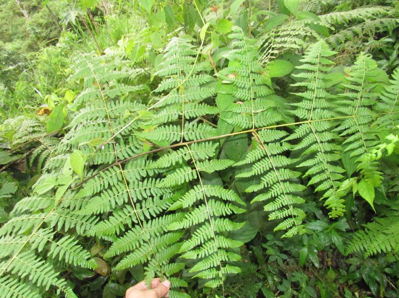 Dennstaedtiaceae Hypolepis repens