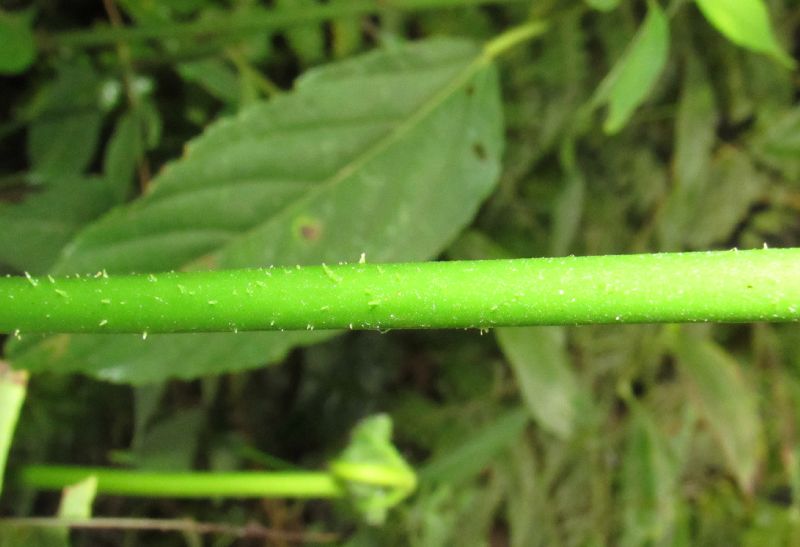 Dennstaedtiaceae Hypolepis repens