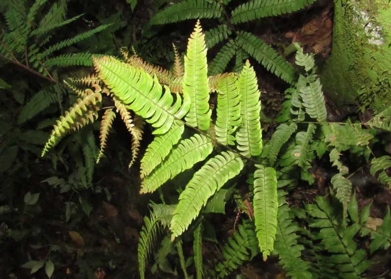 Pteridaceae Adiantum alarconianum