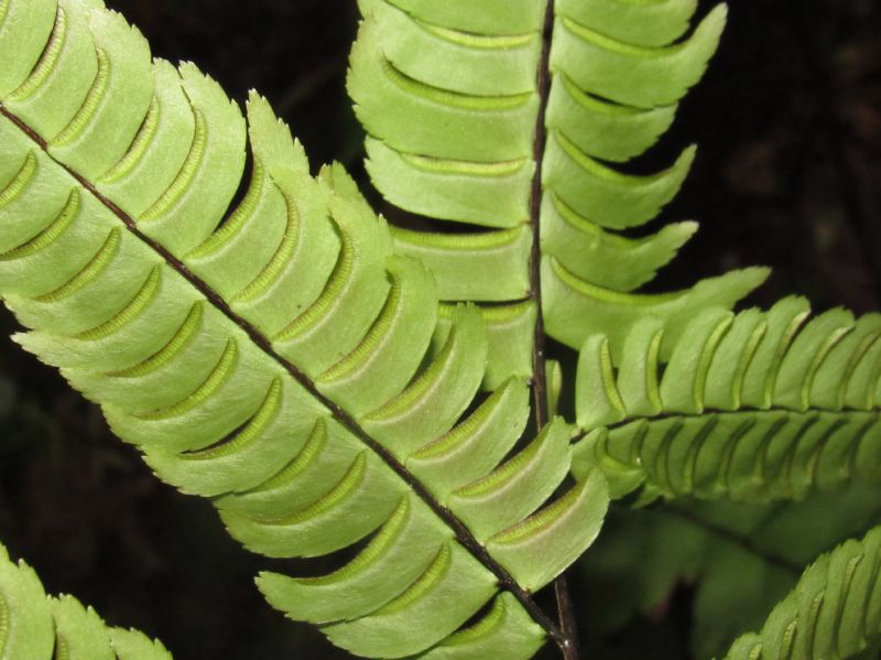 Pteridaceae Adiantum alarconianum