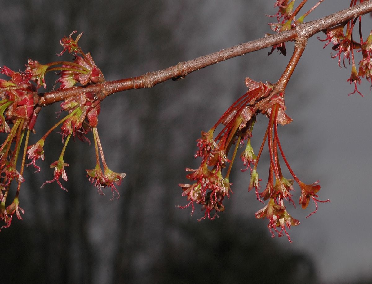 Aceraceae Acer rubrum