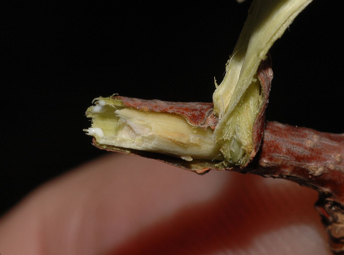 Aceraceae Acer platanoides