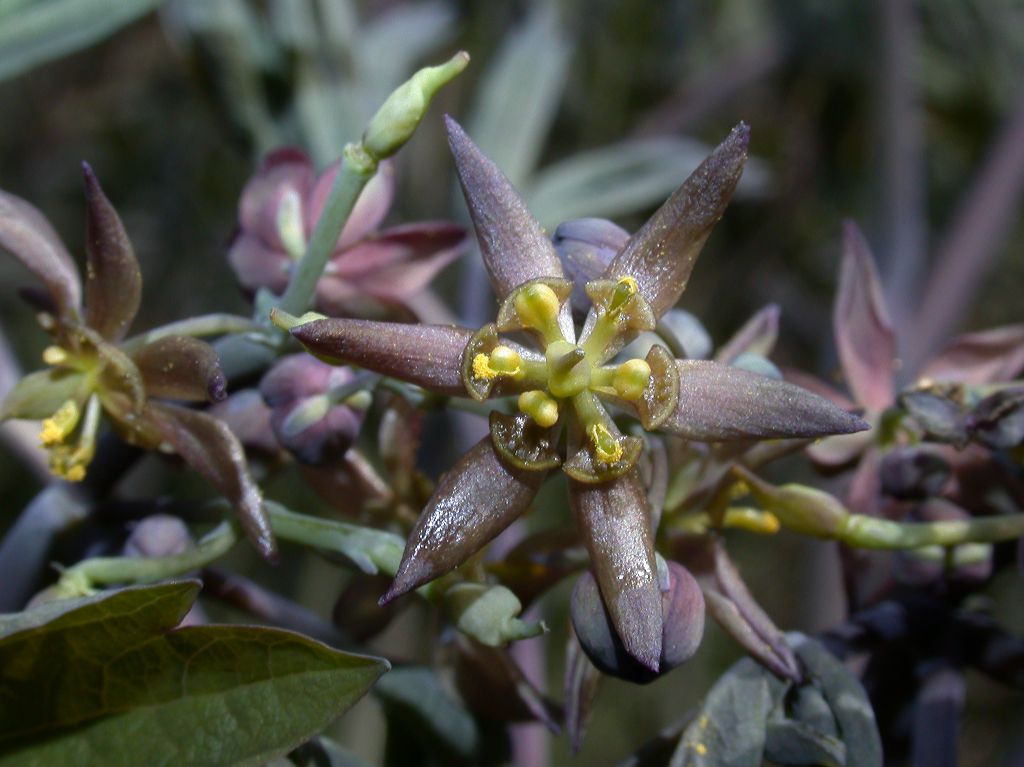 Berberidaceae Caulophyllum thalictroides