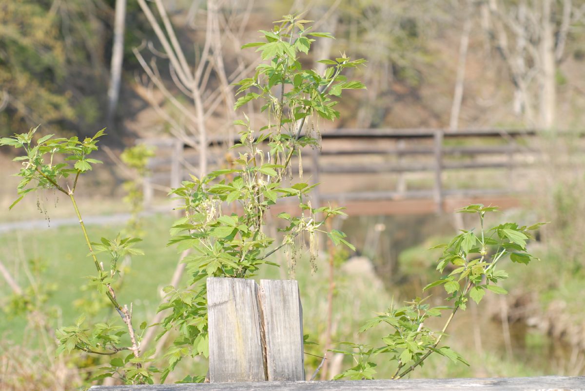 Aceraceae Acer negundo