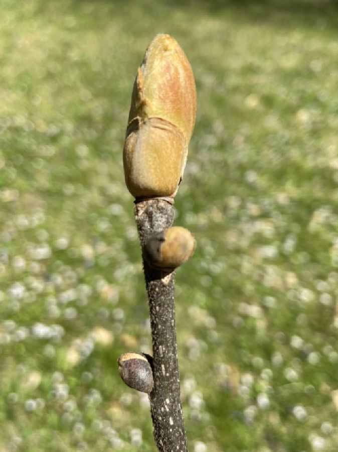 Juglandaceae Carya tomentosa