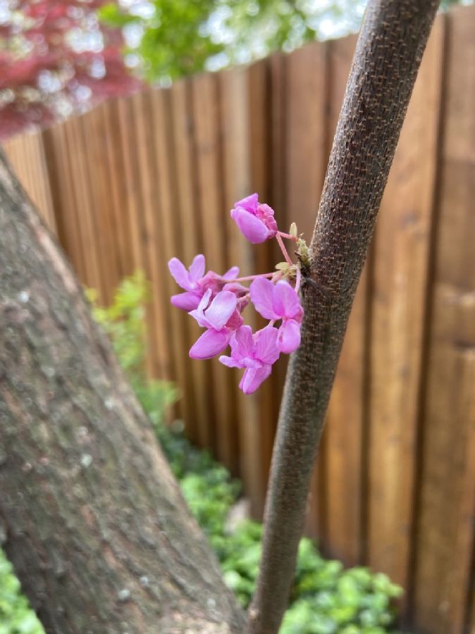 Fabaceae Cercis canadensis