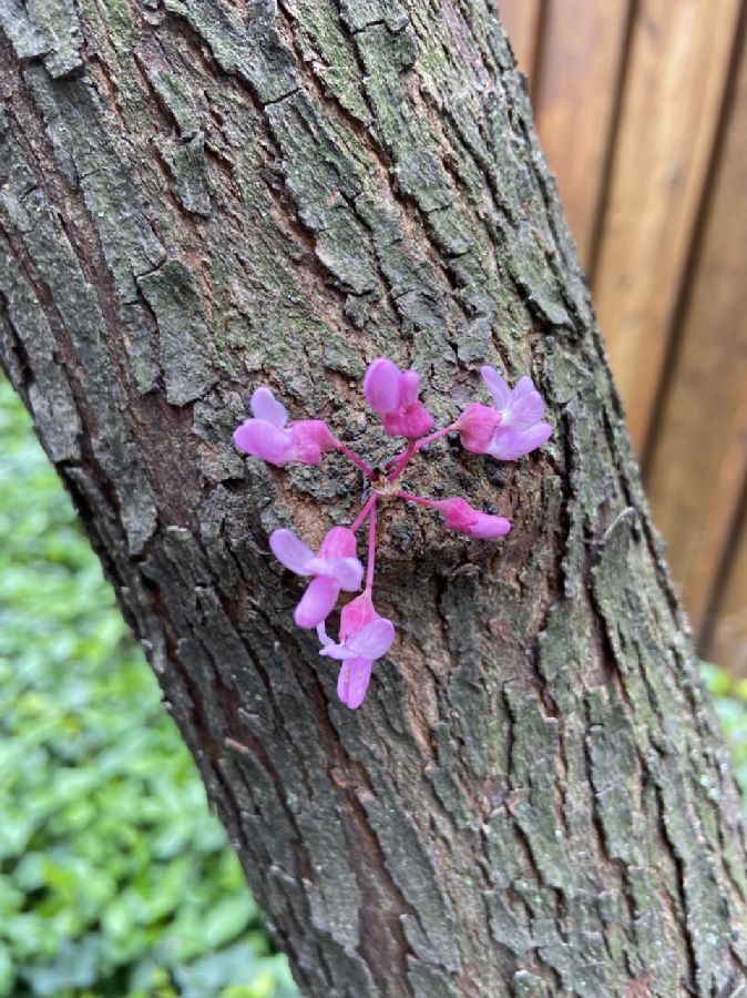 Fabaceae Cercis canadensis