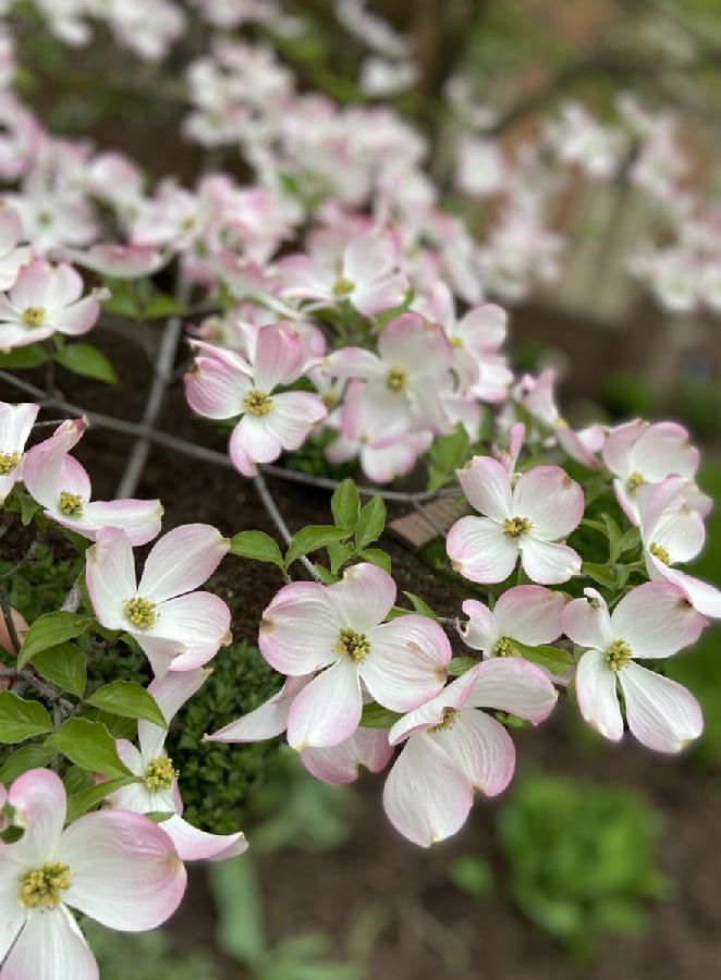 Cornaceae Cornus florida