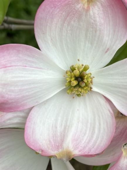 Cornaceae Cornus florida